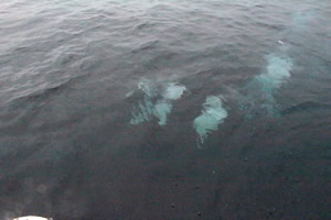 ファミリーホール鶴ヶ峰の海洋散骨、海に還る遺灰